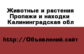 Животные и растения Пропажи и находки. Калининградская обл.